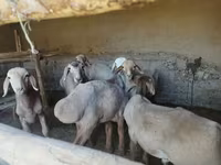 Qoyunlar (partiya, cinsi göstərilməyib), Qoyunlar — foto 3
