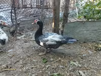 Hausente — Foto 3