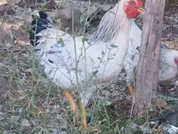 Adler Silver — foto 3