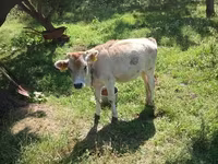 Buğa, Mal-qara — foto 6