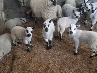 मेढ़ा, Cerry Hill sheep — फ़ोटो 2