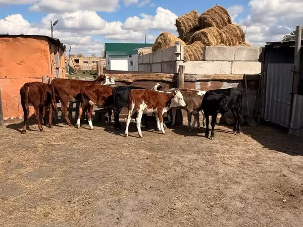 Cattle (batch, sex not specified), Swiss cattle