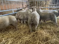 Qoyun, Charollais sheep — foto 3
