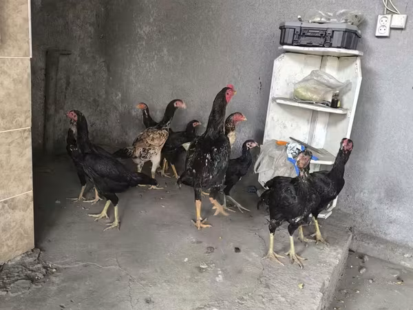 Chickens