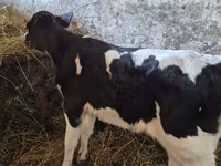 Cow, Russian Black pied cattle — photo 1
