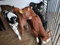 Cow, Limousin cow — photo 2