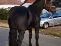 Kůň, Friesian — foto 2