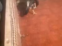 Chickens — Foto 6
