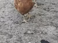galinha dinamarquesa — foto 6