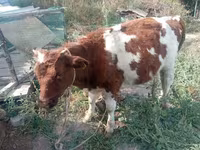 Buğa, Qırmızı-ləkəli cins — foto 2