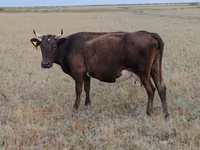 İnək, Ukrainian grey cattle — foto 4