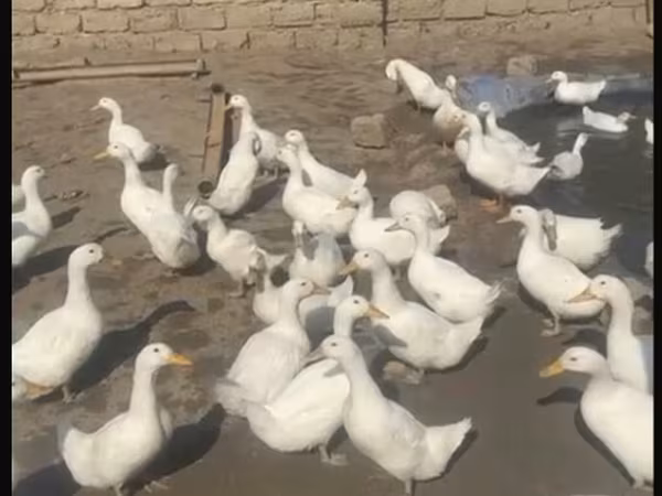 Amerikan Pekin