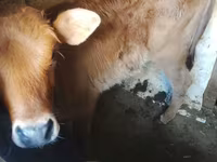 Cow, Cattle — photo 2