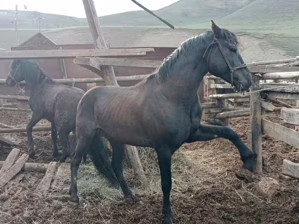 Caballo, Altai horse