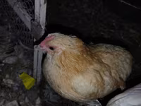 Chickens — foto 2