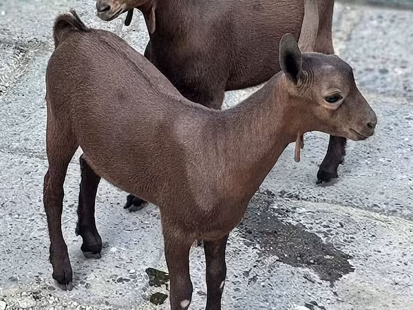 Keçi, Murcia-Granada goats