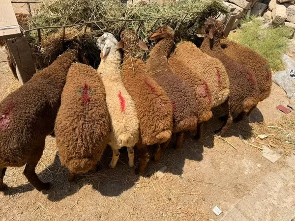 Qoç, Qoyunlar — Azərbaycan