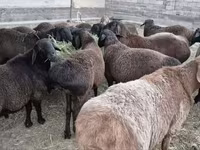 Beran, Hissar sheep — foto 2