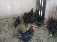 Chickens — foto 2