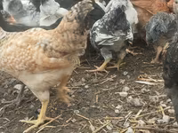 Chickens — foto 5
