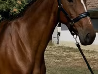 घोड़ी, Hanoverian — फ़ोटो 1