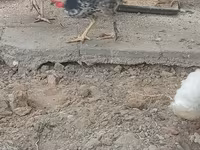 Chickens — photo 1