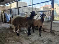 Qoyun, Blackheaded Persian sheep — foto 2