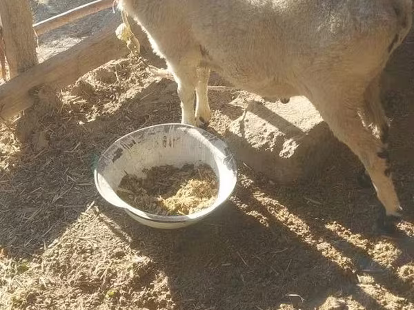 公羊, Sheep