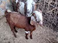 Koza, Beetal goats — foto 1
