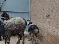 Owca, Owce — zdjęcie 2