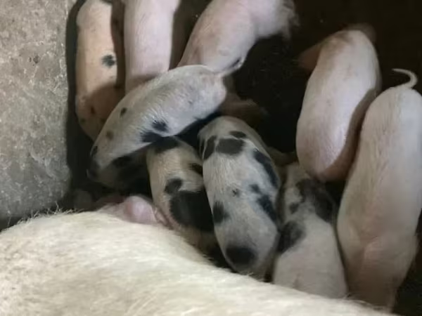 Eber, Schweine