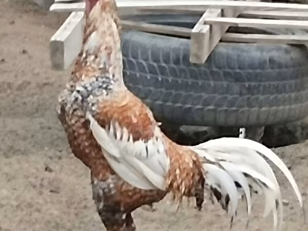 Czech Gold Brindled Hen