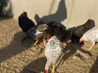 Chickens — photo 5