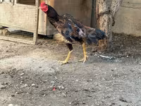 Chickens — photo 2