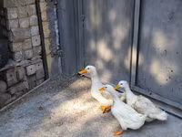 German Pekin — photo 3