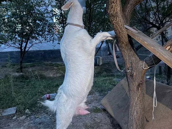 Cabra, Russian White goat
