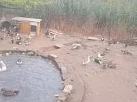 Ducks — Foto 8