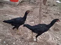 Bantam japonesa — foto 1