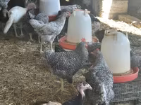 Turkeys — Foto 2