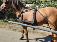 Cavalo, Fjогd — foto 4