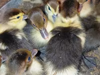 Ducks — फ़ोटो 1