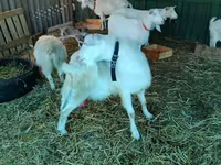 Dişi keçi, Pomellata goat — foto 5