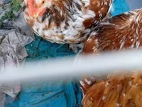 Pekin Bantam — foto 4