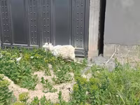 Cabra, Cabras — foto 3