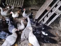 Ducks — photo 3