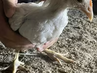 Chickens — foto 5