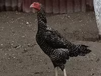 Gallina checa dorada veteada — foto 7