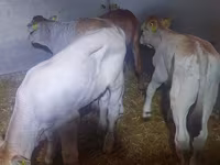सांड, Simmental cattle — फ़ोटो 1
