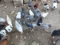 Chickens — फ़ोटो 6