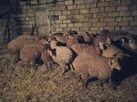 Sheep (batch, sex not specified), Sheep — photo 5